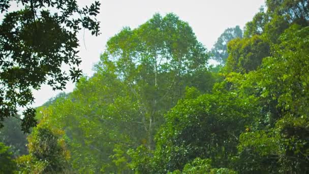 Lluvias tropicales sobre el bosque — Vídeo de stock