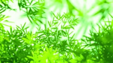 Yavaş yavaş odak haline geldiğini bambu yaprakları