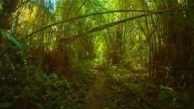 Hiking bambu arasında duruyor