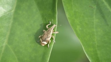 Curculionidae (burnu böceği) tropikal bitki üzerinde yakın çekim. Zoom etkisi ile vurdu