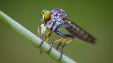 Yırtıcı bir çim Asilidae (hırsız sinek) oturur. Tayland