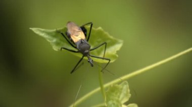Bir bitki üzerinde siyah hata