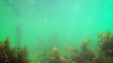 Botanik yaşam Kamboçya deniz altında