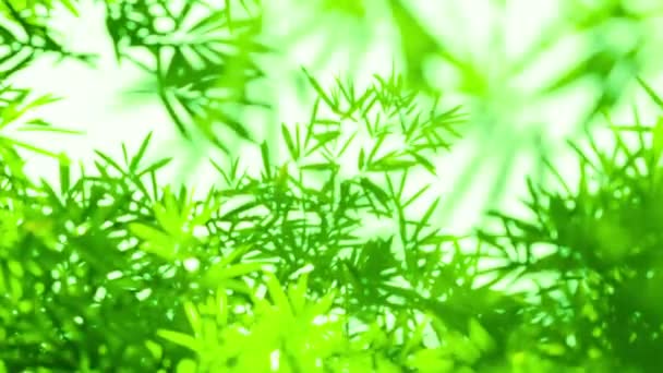 Bamboe bladeren komt langzaam in Focus — Stockvideo