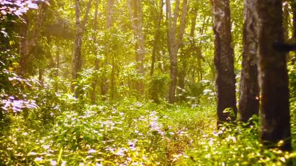 Jungle spår med en vandringsled genom träden — Stockvideo