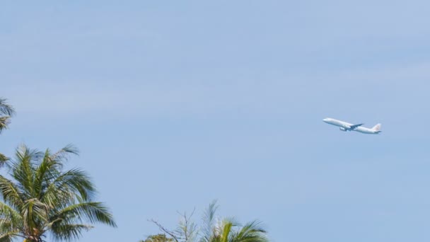 Passagerarplan lyfter i klara. strålande sol över ett stativ av kokospalmer — Stockvideo