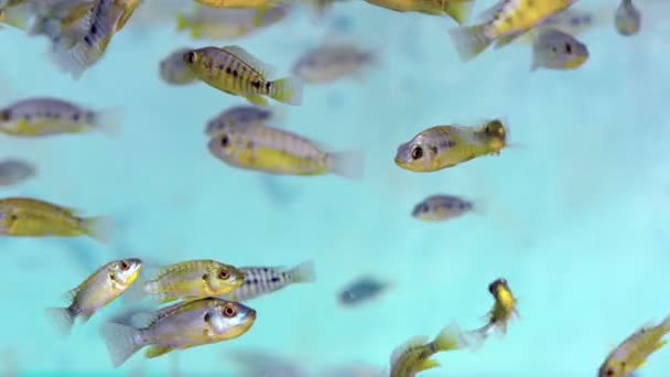 Acuario en Camboya con algunas especies de peces Cichlid nadando alrededor — Vídeo de stock