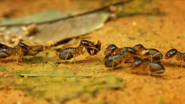 Tropiska termiter i arbetet på nära håll — Stockvideo