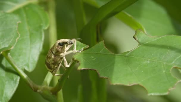 Curculionidae (ρύγχος σκαθάρι) σε τροπικό φυτό σε κοντινό πλάνο — Αρχείο Βίντεο