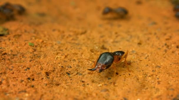 Termite - soldier guarding his family — Stock Video