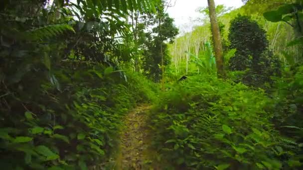 Régi hut az esőerdőben fekszik, Phuket szigetén. Thaiföld — Stock videók