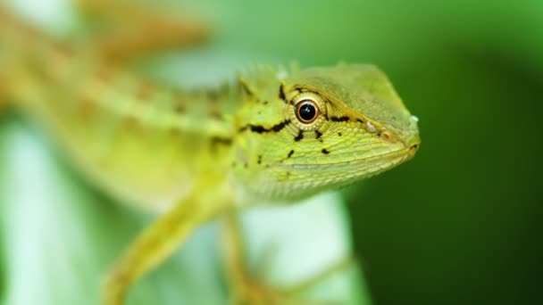 Portrait of a wild predatory lizards in their natural habitat. Thailand. Phuket Island — Stock Video