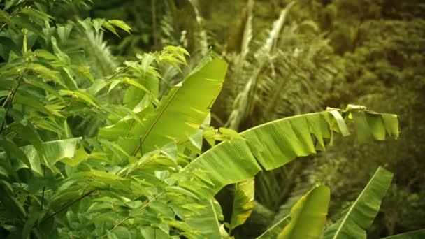 Dans une forêt tropicale avec des bananiers — Video