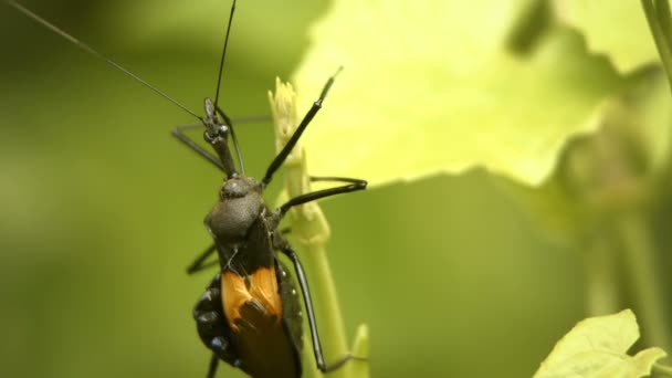 Whimsical black bug on a tropical plant. Thailand — Stock Video