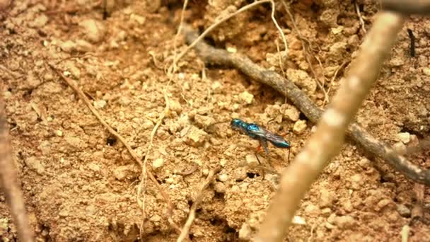 The emerald cockroach wasp or jewel wasp (Ampulex compressa) — Stock Video