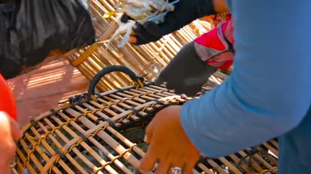 Frischfang lebender Krabben aus einer Falle in Kambodscha — Stockvideo