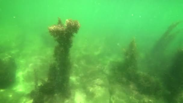 Close Flyby of Seagrass Column Underwater — Stock Video