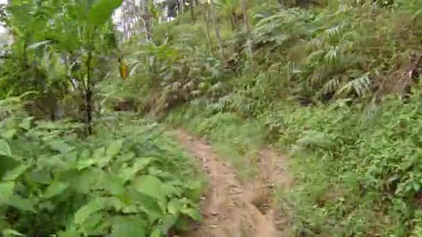 Vandring längs ett smalt spår i en thailändsk djungel — Stockvideo