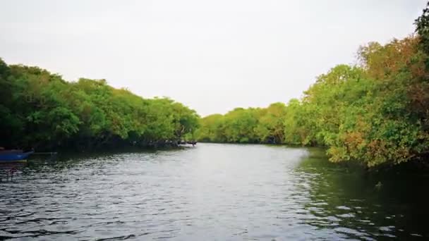 Tonle Sap Gölü. Kamboçya - Circa Aralık 2013: Yerel yolcu trafiği, kameranın bakış açısı Kamboçya'daki bu nehrin seyrini takip ederken mangrov ormanlık kıyıları ile birlikte kayıyor. Asya. — Stok video