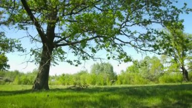 Büyük meşe ağacı. Dikey kaydırma