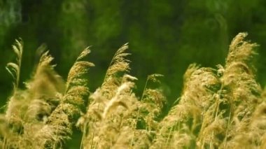 Rüzgarda sallanan kamış (ortak reed)