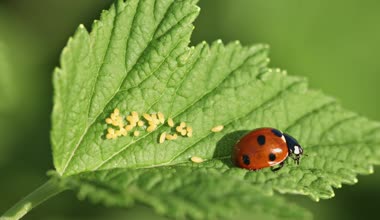 Coccinella septempunctata (yedi-spot uğur böceği) ile yumurta yaprak yeşil üzerinde