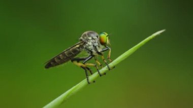 Video Fullhd 1080p - çimen bir bıçak oturur Asilidae (hırsız sinek) kapatın. Tayland