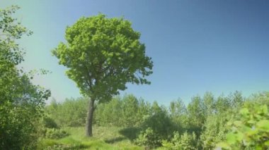 Rüzgarlı havalarda meşe ağacı