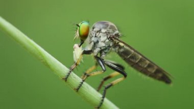 Asilidae (hırsız sinek) av bir çim üzerinde. Tayland. Phuket