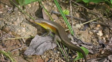 Büyük kertenkele zeminde - Skink. Tayland. Phuket Adası