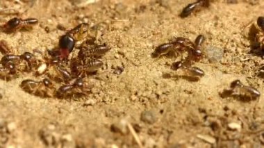 Tropikal böcekler - termitler birlikte çalışma