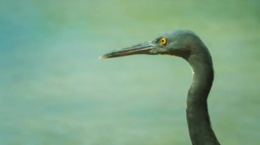 Tayland kamera için poz içinde vahşi deniz kuşu