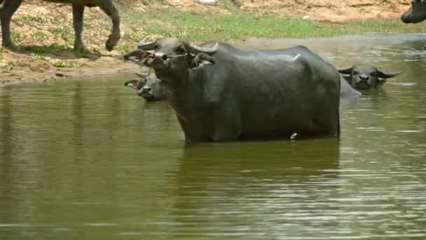 Buffel i en stor pöl ser ovänligt — Stockvideo