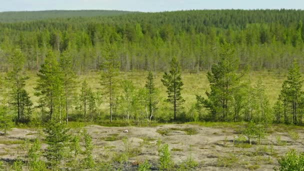 Noordelijke landschap met dennen en moeras. Rusland — Stockvideo