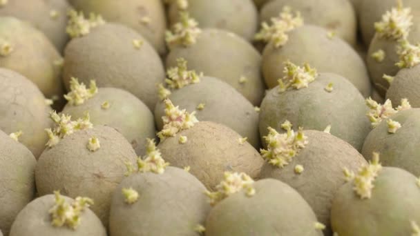 Bulw ziemniaka przygotowany do sadzenia w ziemi — Wideo stockowe