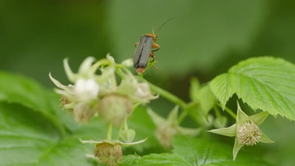 Röd soldat beetle på bush av trädgård hallon — Stockvideo