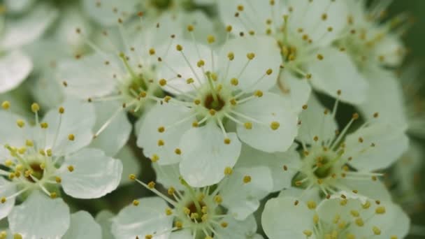 Flores de cereja close-up — Vídeo de Stock