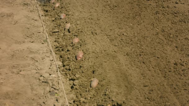 Drenken aardappelknollen wanneer planten — Stockvideo