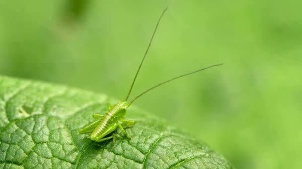 The larva of grasshopper. Animal uses disguise — Stock Video