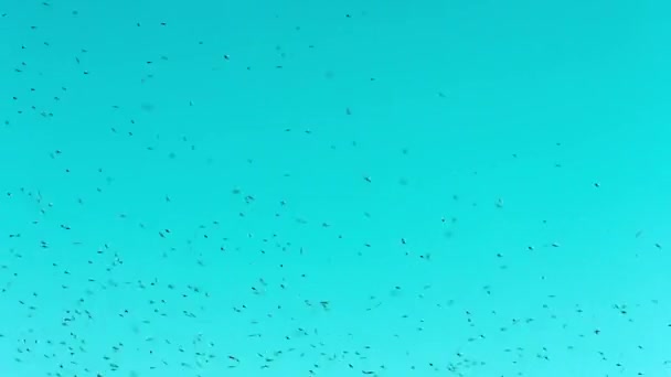 Insectos chupadores de sangre en el aire — Vídeo de stock