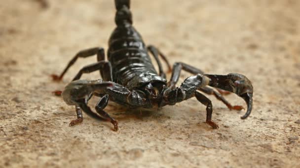Menacing Asian forest scorpion (Heterometrus) close up — Stock Video