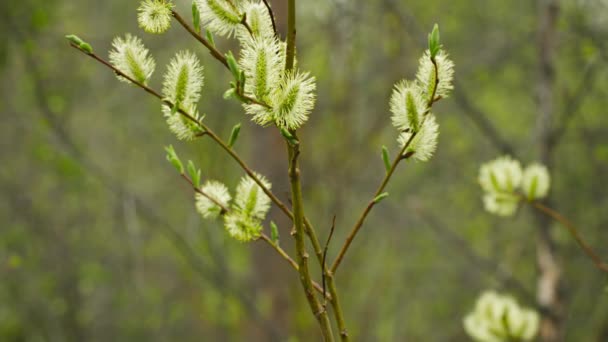 Punci fűzfa virág az északi tavaszi erdő
