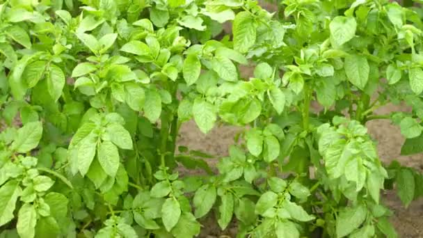 Gröna blad av potatis på nära håll. — Stockvideo