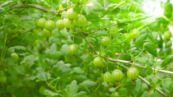 Green gooseberries on the bushes — Stock Video