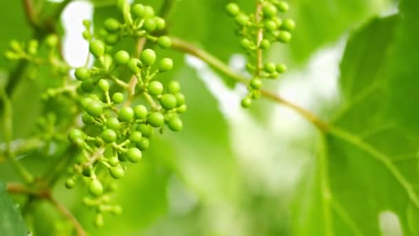 Onrijpe druiven op de wijnstok — Stockvideo