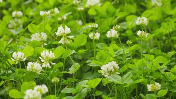 Trifolium repens (trébol blanco o trébol holandés) de cerca — Vídeos de Stock