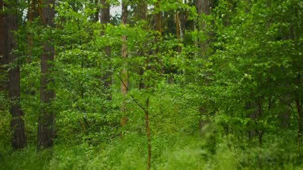 Vertikální pánev. Borový les během dne — Stock video