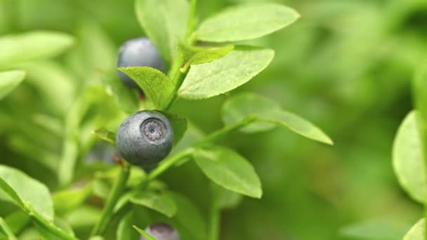 Blueberries in the nature close up — Stock Video