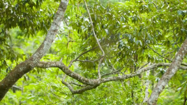 Grootste Nephila spin in het web. Grote vrouwelijke en uiterst klein mannetje — Stockvideo