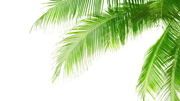 Palm listy izolované na bílém pozadí. Dobrý materiál pro koláže